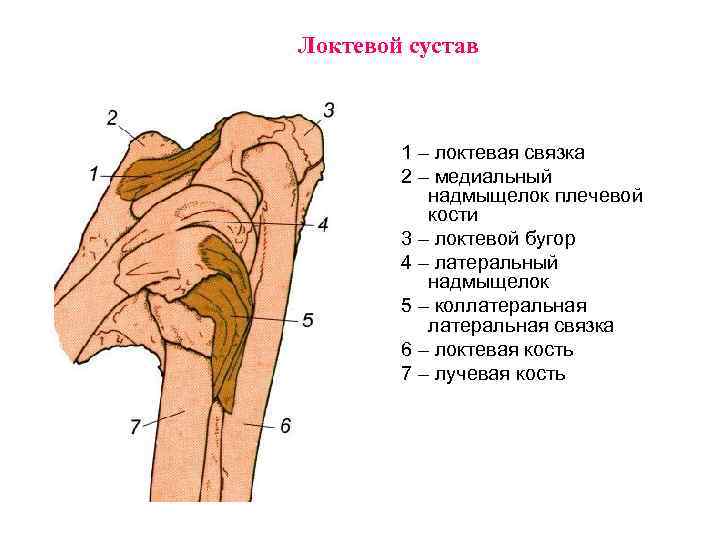 Медиальному надмыщелку кости