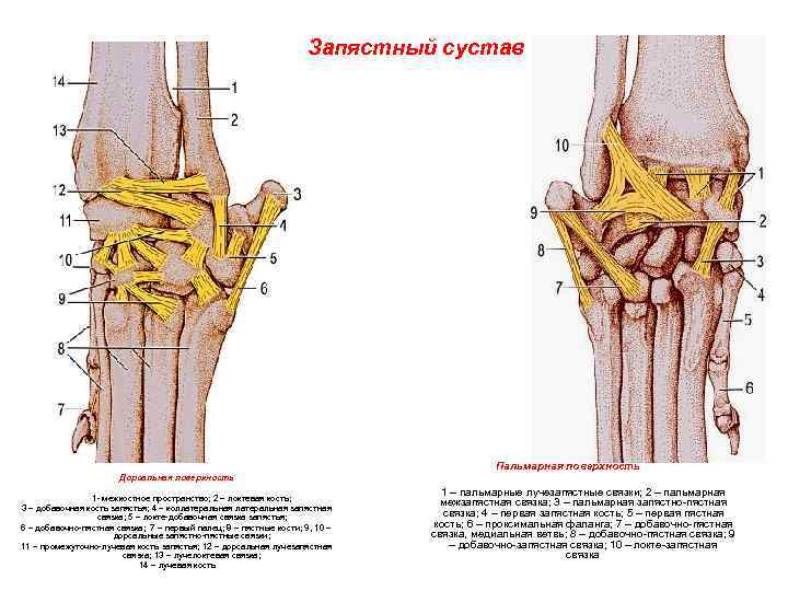 На рисунке изображен сустав тазобедренный локтевой запястный коленный