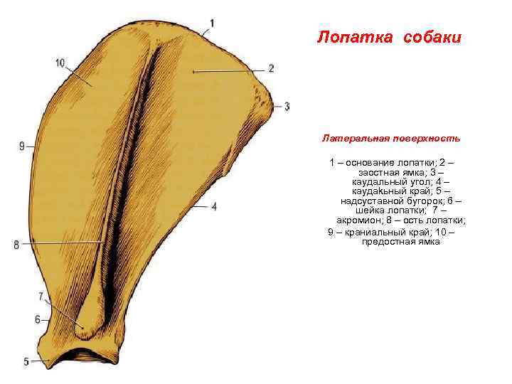 На рисунке лопатка собаки обозначена цифрой