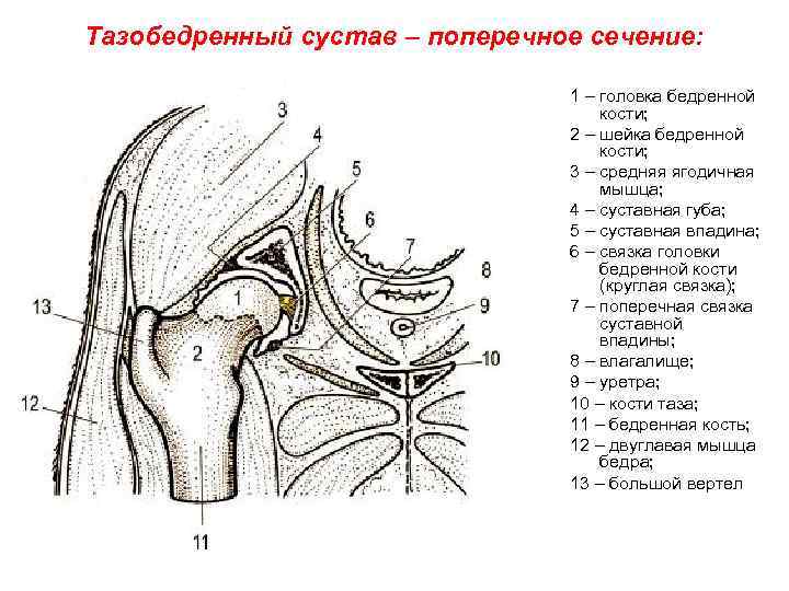 Схема тазобедренного сустава рисунок с подписями