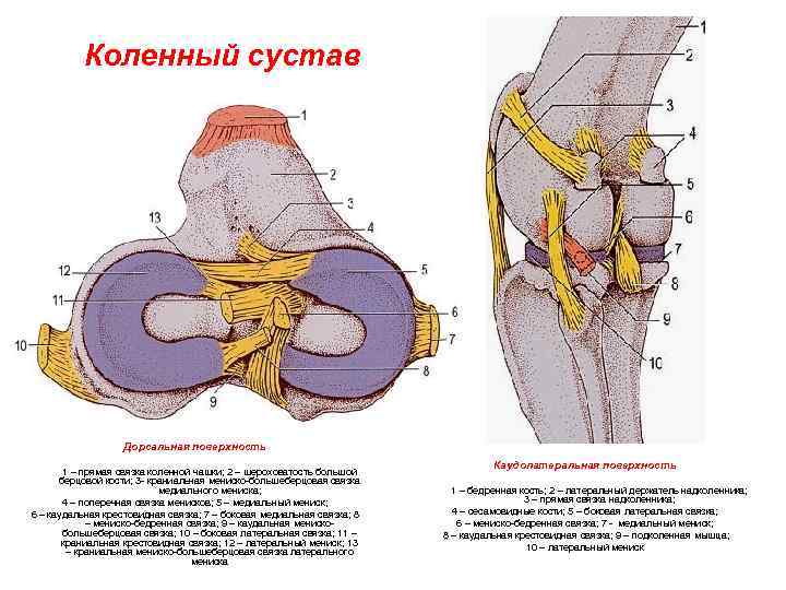 Кровоснабжение коленного сустава схема