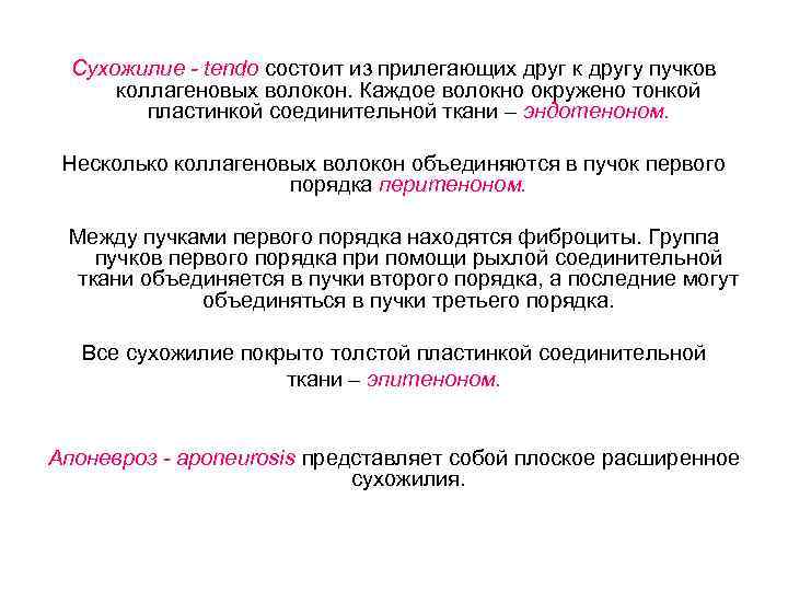 Сухожилие - tendo состоит из прилегающих друг к другу пучков коллагеновых волокон. Каждое волокно