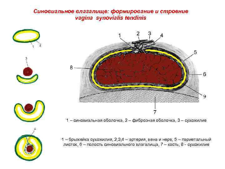 Синовиальное влагалище: формирование и строение vagina synovialis tendinis 1 – синовиальная оболочка, 2 –