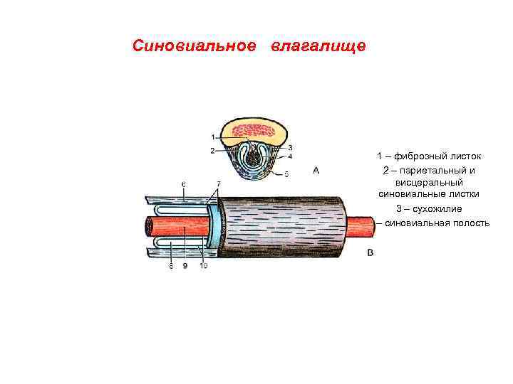 Синовиальное влагалище 1 – фиброзный листок 2 – париетальный и висцеральный синовиальные листки 3