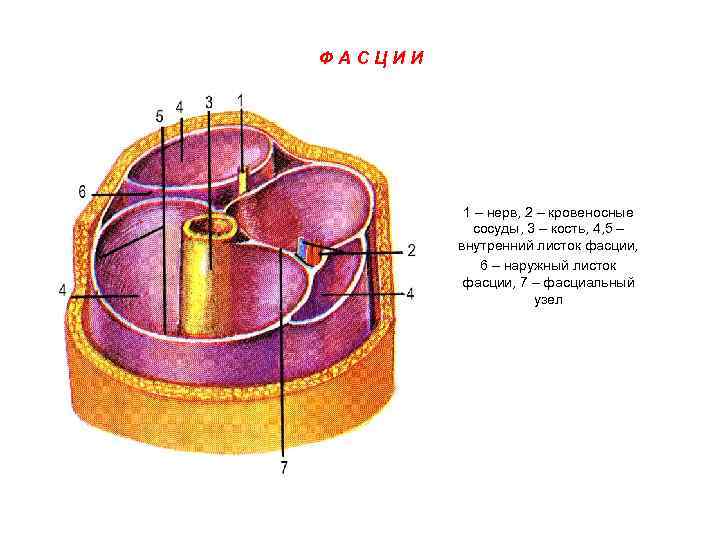 ФАСЦИИ 1 – нерв, 2 – кровеносные сосуды, 3 – кость, 4, 5 –