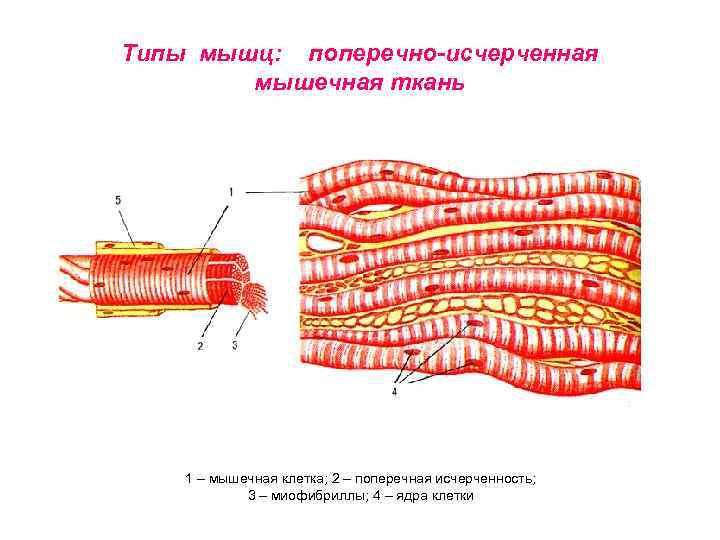 Как называется клетка мышечной ткани