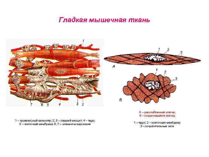 Основной какой системы является изображенная на рисунке клетка мышечной