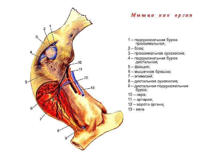Мышца как орган 1 – подсухожильная бурса проксимальная; 2 – блок; 3 – проксимальное