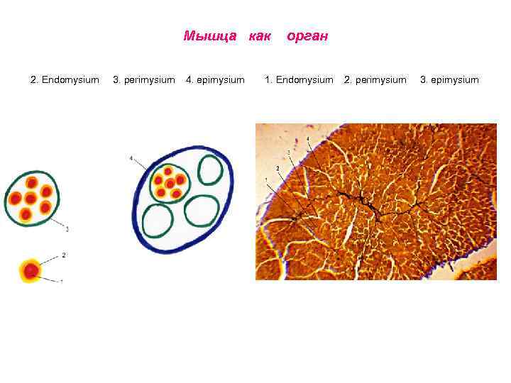 Мышца как 2. Endomysium 3. perimysium 4. epimysium орган 1. Endomysium 2. perimysium 3.