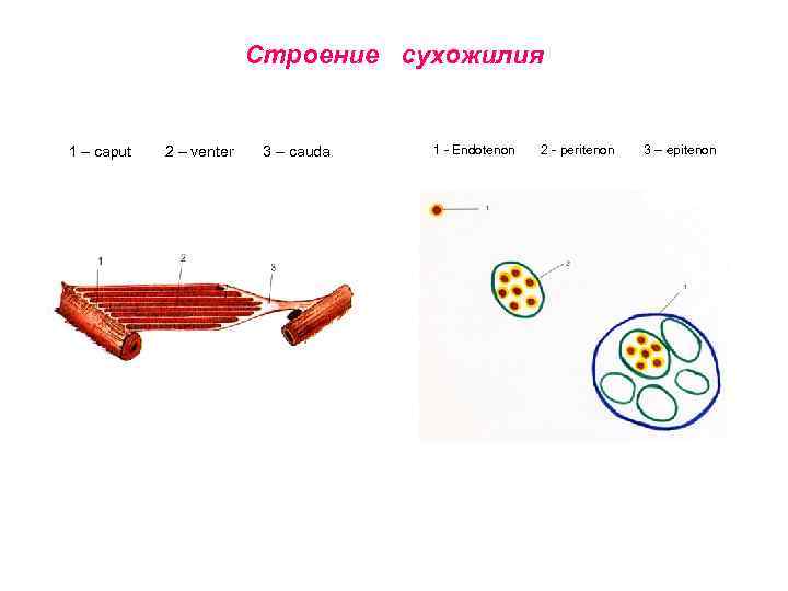 Строение сухожилия 1 – caput 2 – venter 3 – cauda 1 - Endotenon