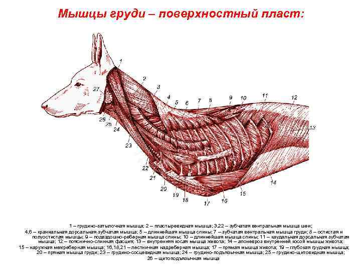 Мышцы собаки схема