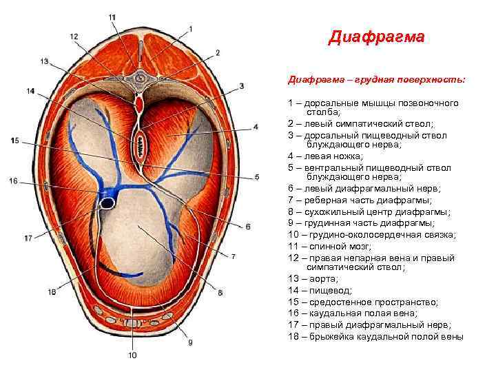 Дорсальная вена фото