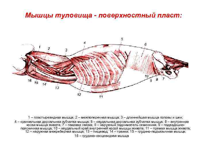 Мышцы собаки анатомия в картинках