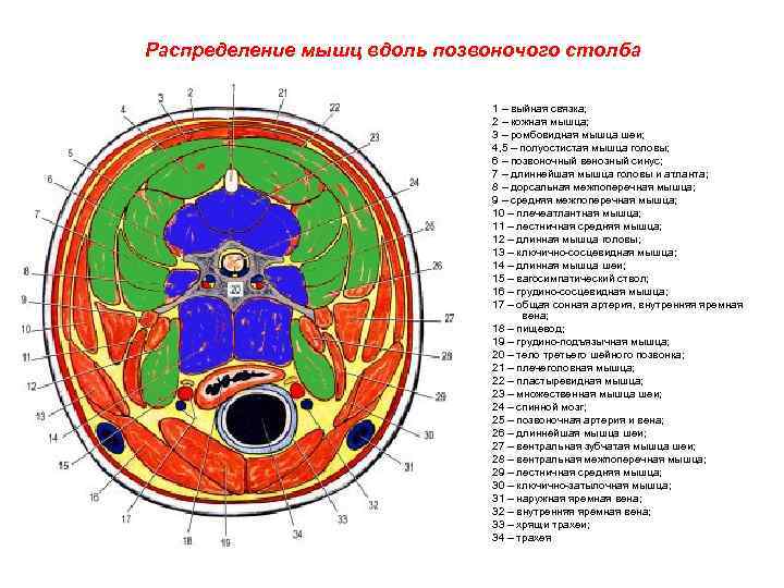 Распределение мышц вдоль позвоночого столба 1 – выйная связка; 2 – кожная мышца; 3