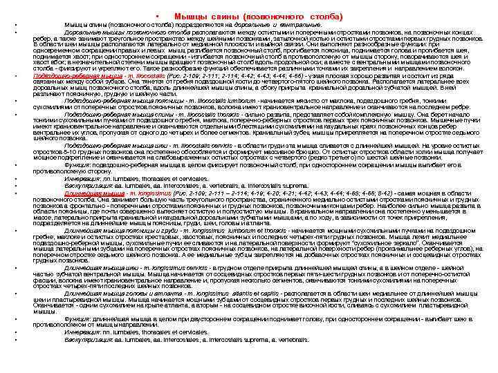  • • • • Мышцы спины (позвоночного столба) подразделяются на дорсальные и вентральные.