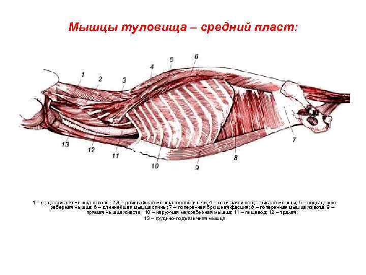 Мышцы туловища – средний пласт: 1 – полуостистая мышца головы; 2, 3 – длиннейшая