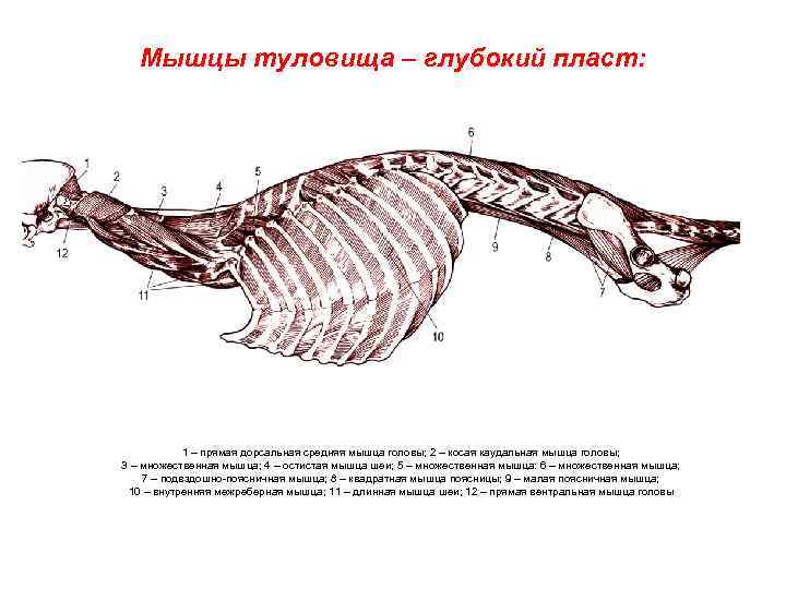 Картинки из дорсальной