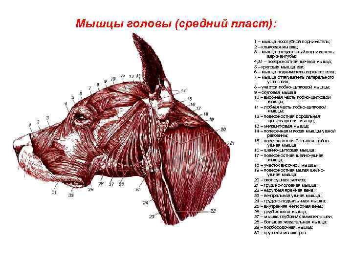 РњС‹С€С†С‹ РіРѕР»РѕРІС‹ РљР РЎ