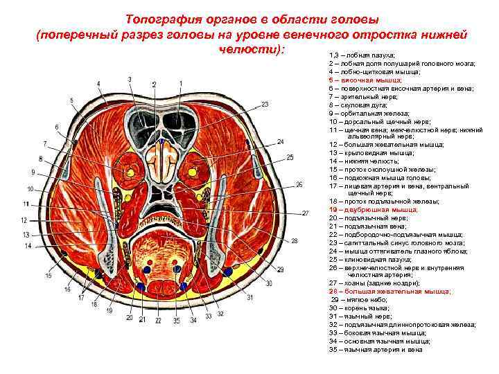 Поперечный распил грудной полости схема