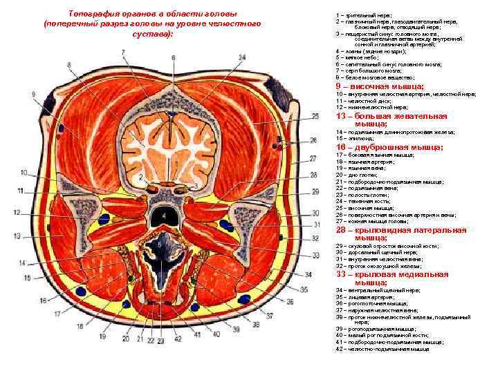 Топография органов в области головы (поперечный разрез головы на уровне челюстного сустава): 1 –