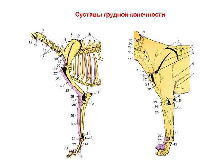 Скелет конечностей собаки. Строение скелета грудной конечности животных. Скелет грудной конечности КРС. Скелет грудной конечности коровы. Суставы грудной конечности животных.