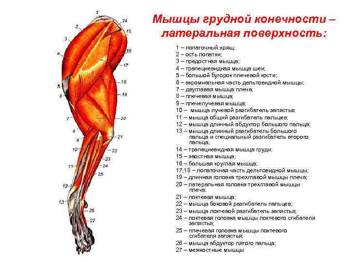 Каким номером на рисунке обозначена структура из которой в дальнейшем образуются мышцы животного