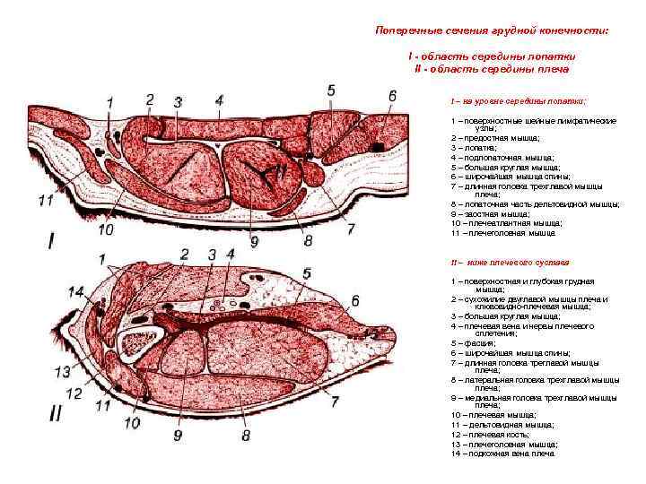 Поперечные сечения грудной конечности: I - область середины лопатки II - область середины плеча