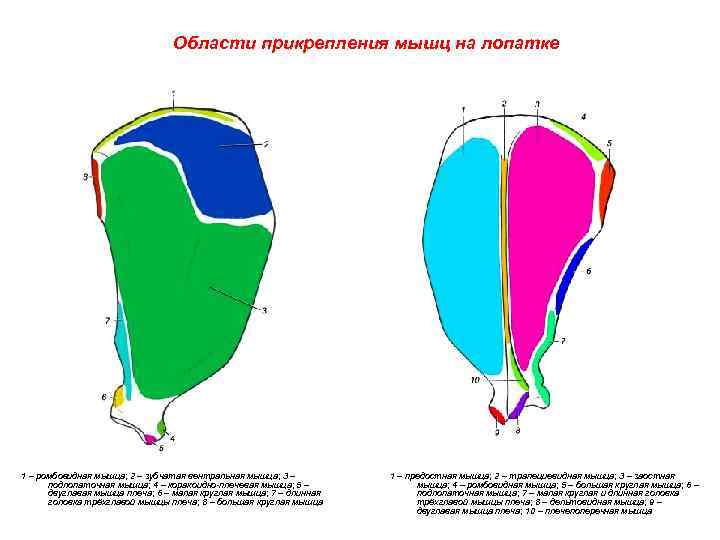 Области прикрепления мышц на лопатке 1 – ромбовидная мышца; 2 – зубчатая вентральная мышца;