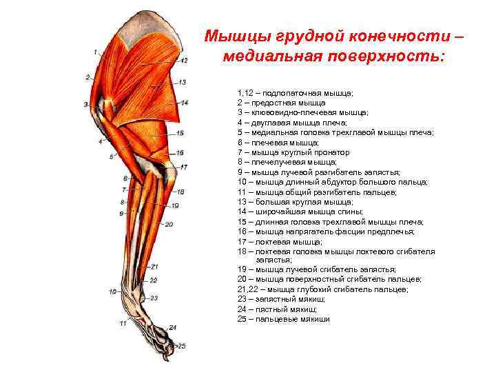 Мышцы грудной конечности – медиальная поверхность: 1, 12 – подлопаточная мышца; 2 – предостная