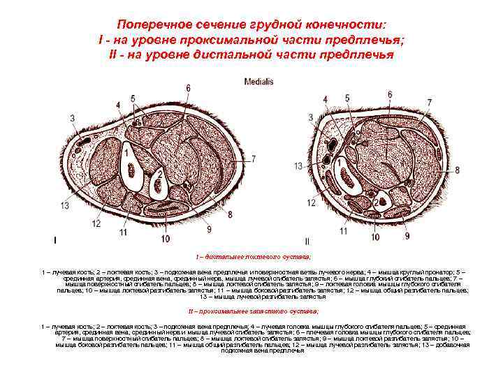 Поперечное сечение грудной конечности: I - на уровне проксимальной части предплечья; II - на