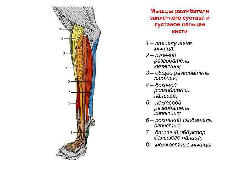 Мышцы разгибатели. Мышцы экстензоры заплюсневого сустава. Мышцы запястного сустава животных. Мышцы запястного сустава коровы. Локтевой разгибатель мышца.