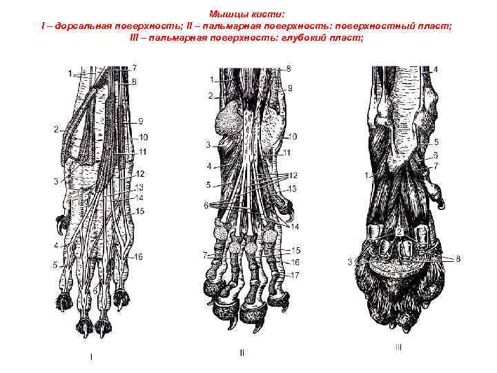 Запястный сустав животных. Пальмарная и плантарная поверхность у собак. Мышцы пальмарная сторона пясти. Запястный сустав КРС. Пальмарная поверхность кисти у животных.