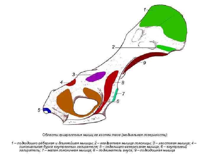 Области прикрепления мышц на костях таза (медиальная поверхность): 1 – подвздошно-рёберная и длиннейшая мышцы;