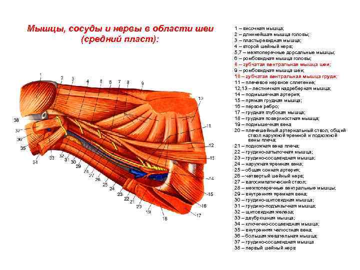 Мышцы, сосуды и нервы в области шеи (средний пласт): 1 – височная мышца; 2