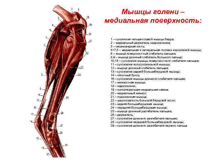 Мышцы голени – медиальная поверхность: 1 – сухожилие четырехглавой мышцы бедра; 2 – медиальный