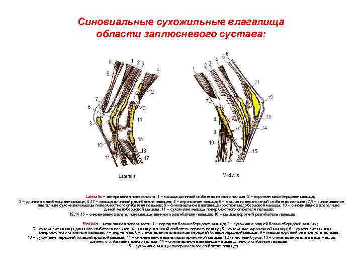 Синовиальные сухожильные влагалища области заплюсневого сустава: Lateralis – латеральная поверхность. 1 – мышца длинный