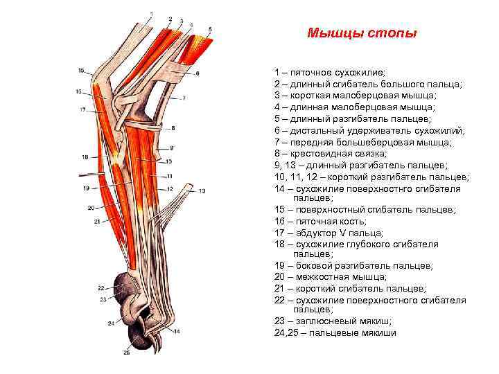 Мышцы стопы 1 – пяточное сухожилие; 2 – длинный сгибатель большого пальца; 3 –