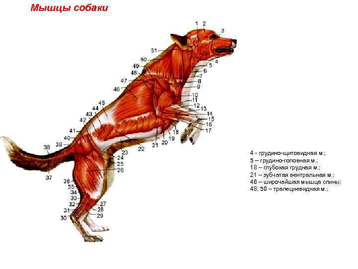 Мышцы собаки 4 - грудино-щитовидная м. ; 5 – грудино-головная м. ; 18 –