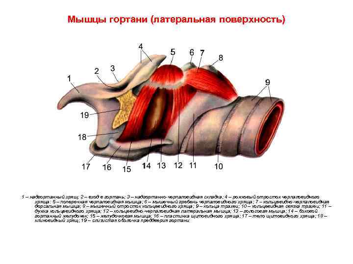 Мышцы гортани (латеральная поверхность) 1 – надгортанный хрящ; 2 – вход в гортань; 3