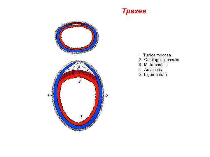 Трахея 1 2 3 4 5 Tunica mucosa Cartilago trachealis M. trachealis Adventitia Ligamentum