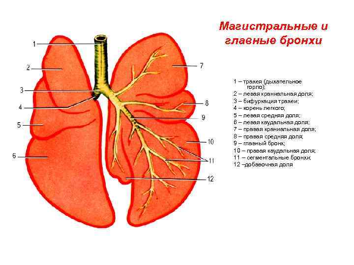 Бронхи 1 3