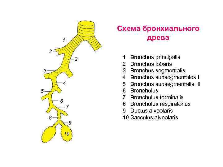 Схема бронхиального древа 1 Bronchus principalis 2 Bronchus lobaris 3 Bronchus segmentalis 4 Bronchus