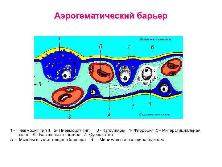 Аэрогематический барьер схема