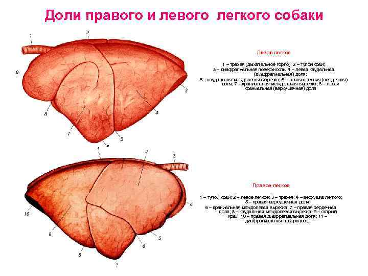 Доли правого и левого легкого собаки Левое легкое 1 – трахея (дыхательное горло); 2