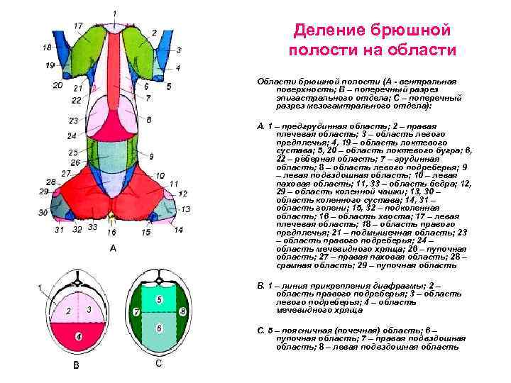 Деление брюшной полости на области Области брюшной полости (А - вентральная поверхность; В –
