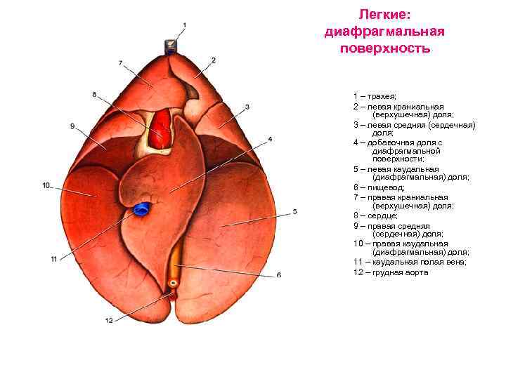Легкие: диафрагмальная поверхность 1 – трахея; 2 – левая краниальная (верхушечная) доля; 3 –