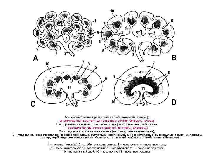А – множественная раздельная почка (медведи, выдры); - множественная компактная почка (ластоногие, бегемот, носорог);