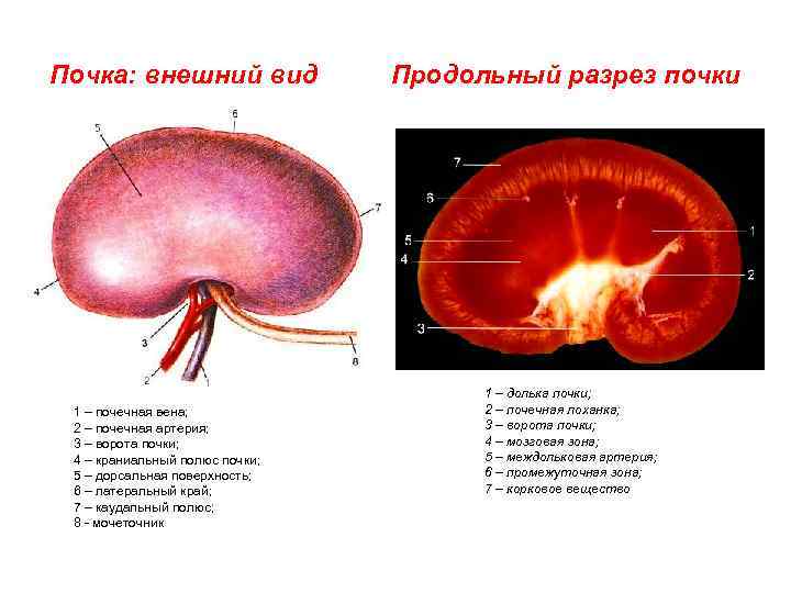 Почка: внешний вид 1 – почечная вена; 2 – почечная артерия; 3 – ворота