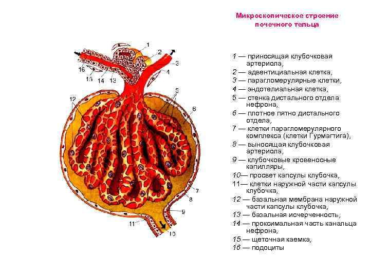 Микроскопическое строение. Микроскопическое строение почки. Микроскопическое строение нефрона.