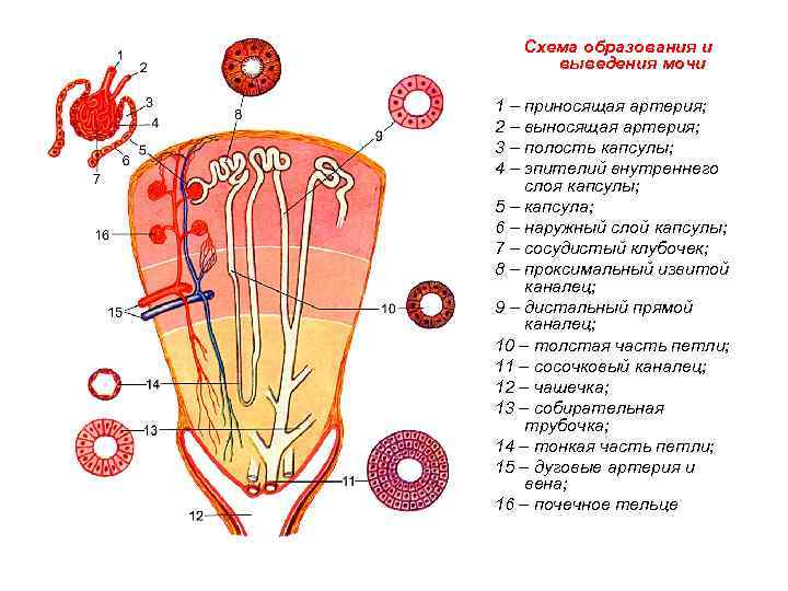 Схема образования и выведения мочи 1 – приносящая артерия; 2 – выносящая артерия; 3